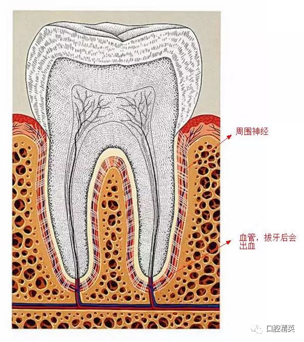 门牙有的牙神经图图片