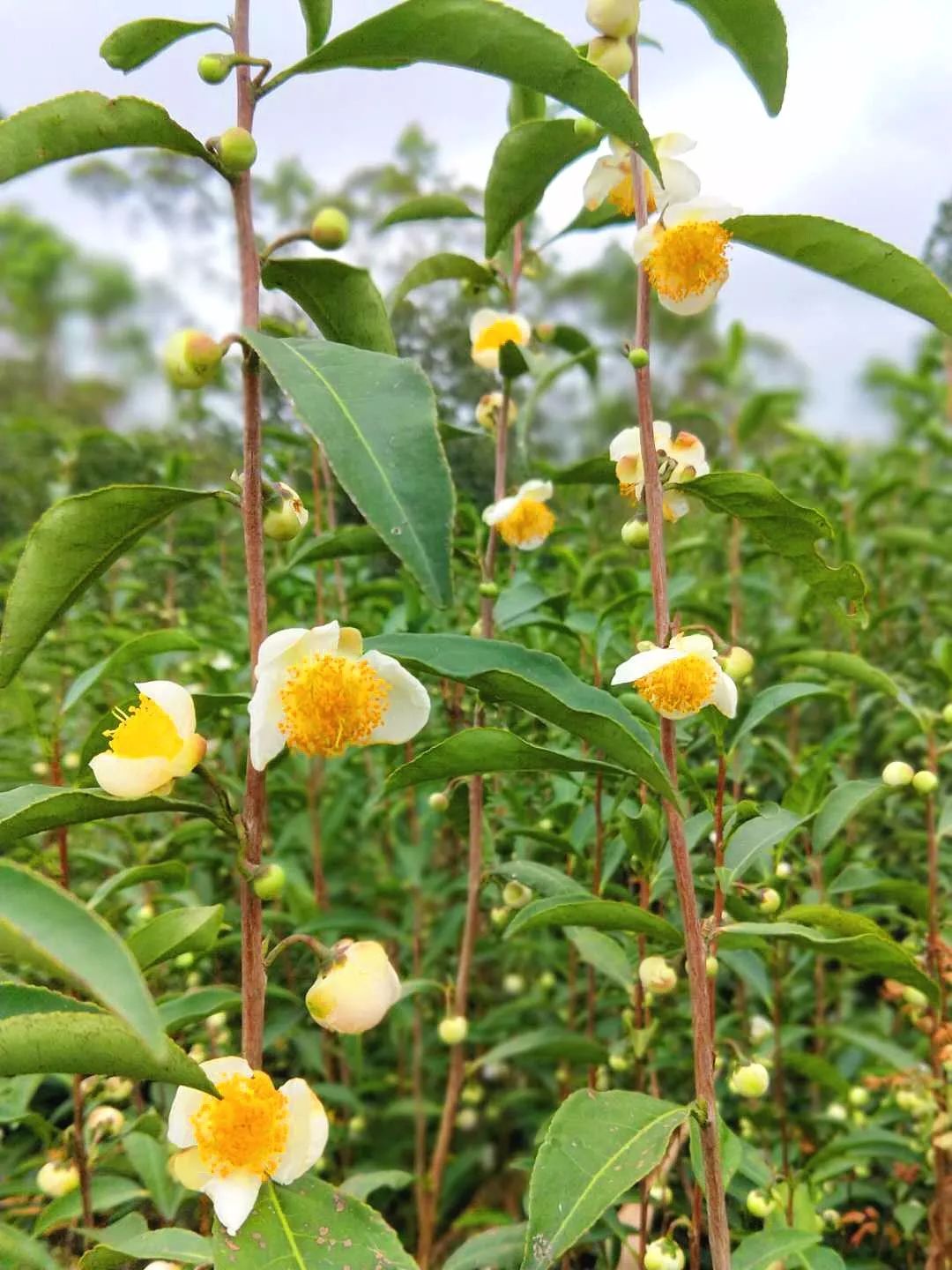 澳洲茶树开花图片