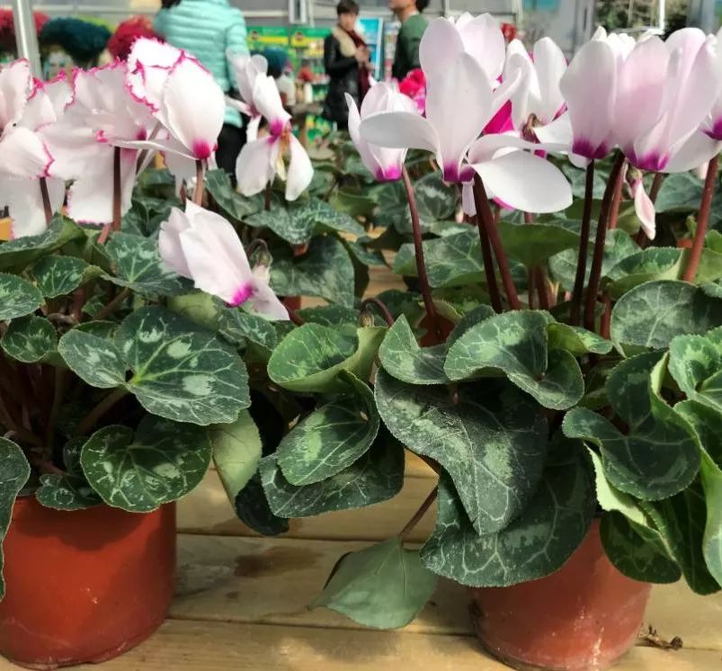 01,仙客来(cyclamen)绝对美的的不要不要的~每一种都可以配出圣诞节