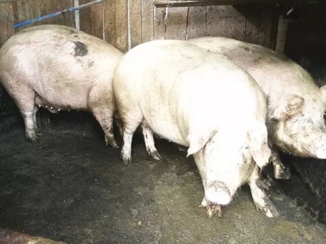 田堡村貧困戶飼養實景仁和區前進鎮田堡村貧困戶歐海陽家養了3頭肥豬