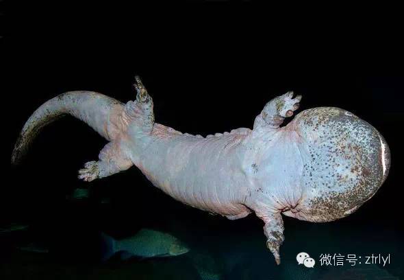 rlyl物种说今日中国大鲵chinesegiantsalamander