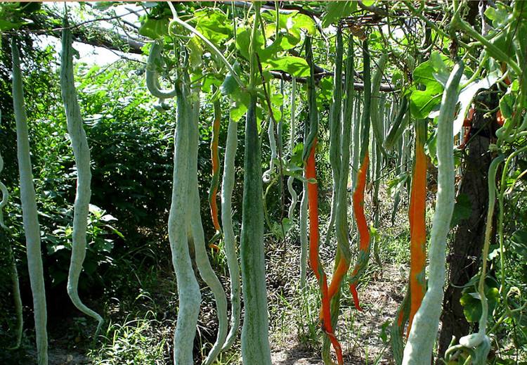 远处看像蛇,走近看更像丝瓜,这种被称为蛇豆的是特种农产品,它兼有