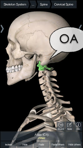 oa 关节 (如下图)occipitoatlantal joint, 即枕骨与第一块颈椎的连接