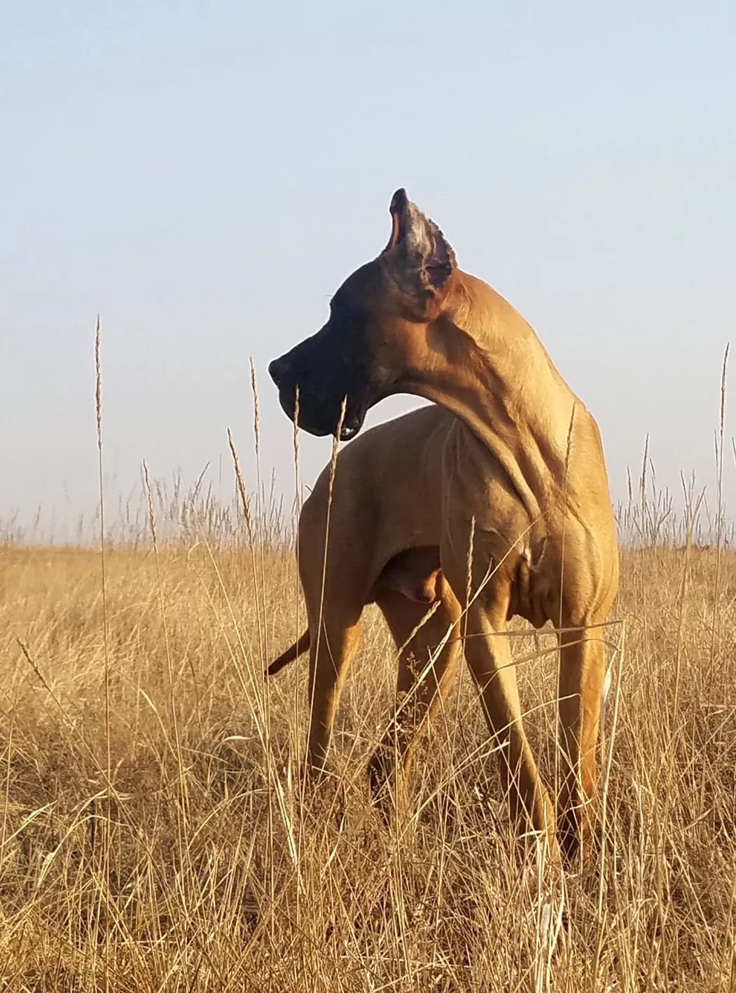 一只大丹犬的养成日记