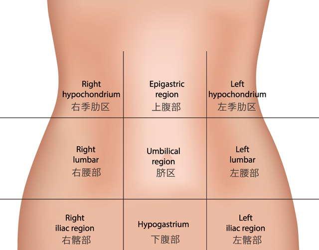 女性右下腹结构示意图图片