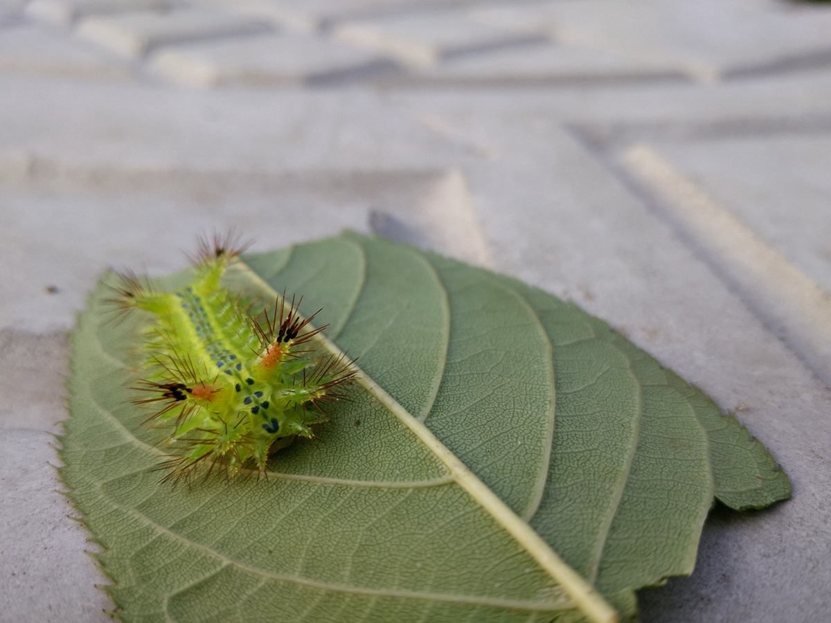 洋辣子身上的刺主要是通过毛孔进入身体的,你的手掌上虽然也有汗腺