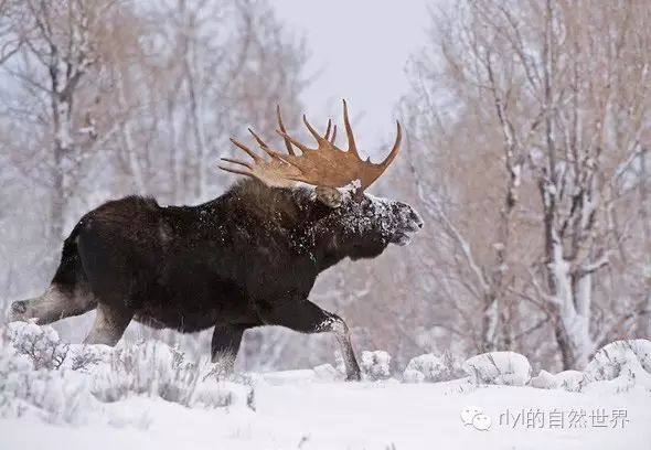 加拿大巨型鹿moose图片