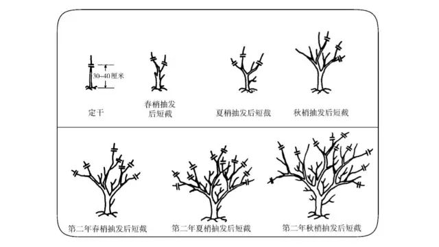 桔子树怎么剪枝图片