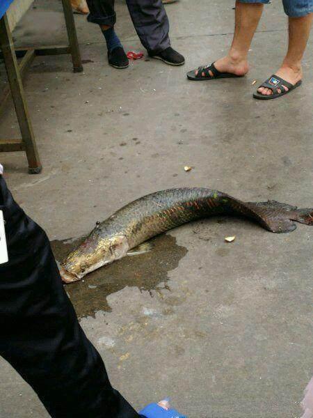 远古大鱼入侵?怪鱼频繁现身中国水域,村民用锄头敲打