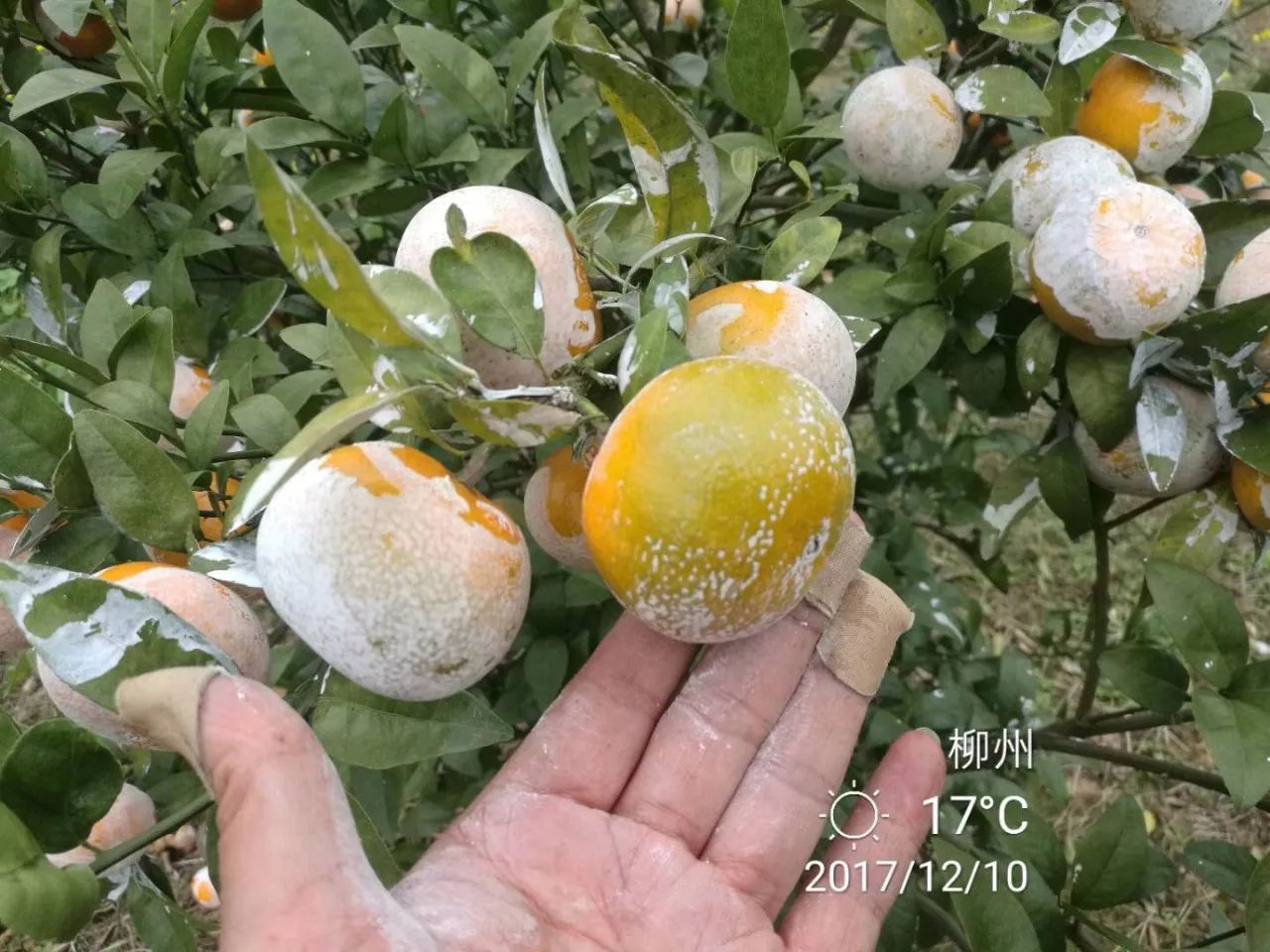 【果技精选】柑橘黄龙病对柑橘果实品质到底有啥影响呢?