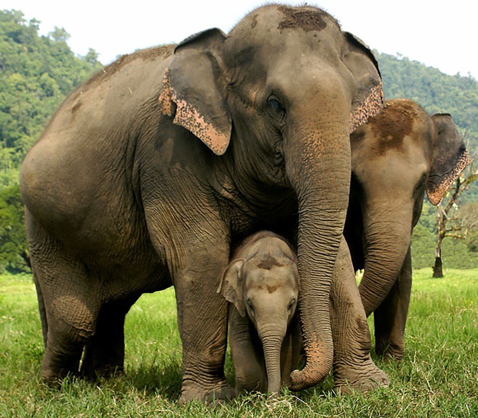 泰国大象伤人悲剧事件背后,是一个非常残酷的真相