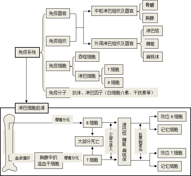 组胚免疫系统思维导图图片