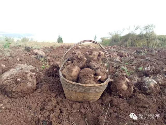 魔芋种植方法图片