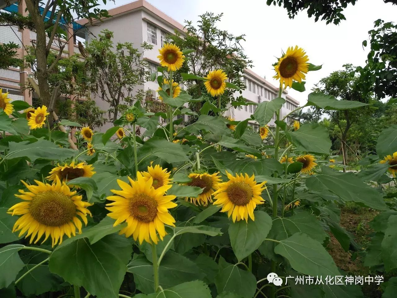 广州市从化区神岗中学住宿生和宿舍管理条例