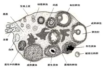 卵细胞示意图图片