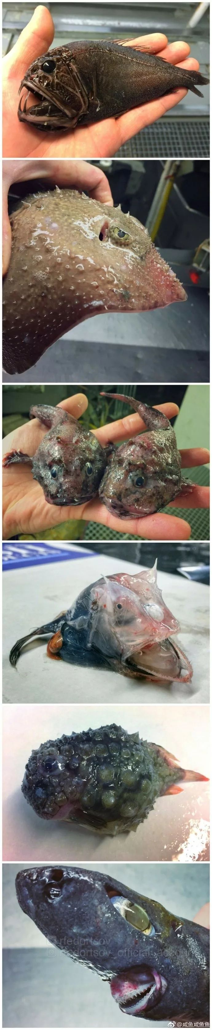 【分享】為什麼深海的魚都長特別醜?