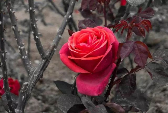 荆棘丛中的玫瑰图片图片