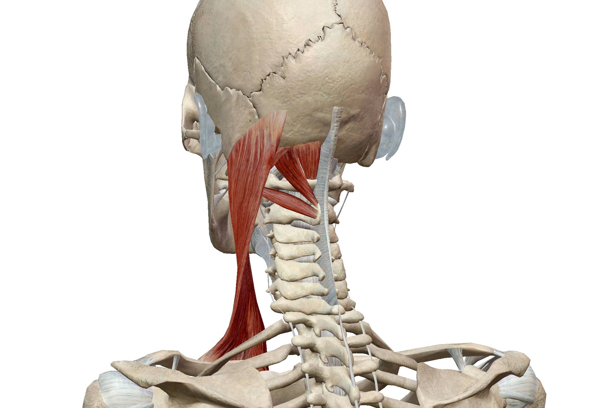 脖颈结构图片