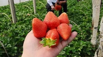 海南琼海草莓园位置图片