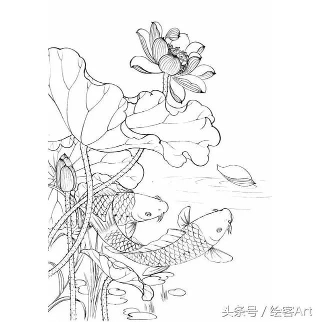 水莲花画法图片