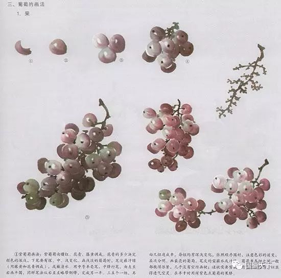 写意花鸟临本国画葡萄画法葡萄的绘画技法