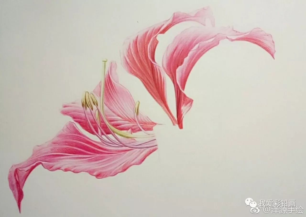 紫荆花彩铅图片