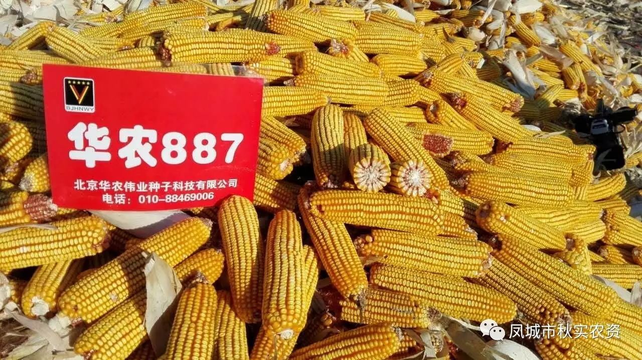 华农887图片