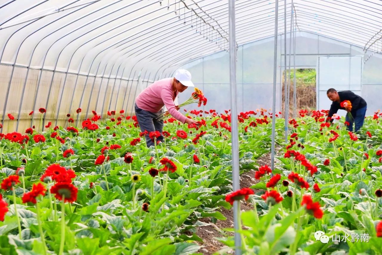 脫貧攻堅進行時鮮花鋪就仙橋致富路