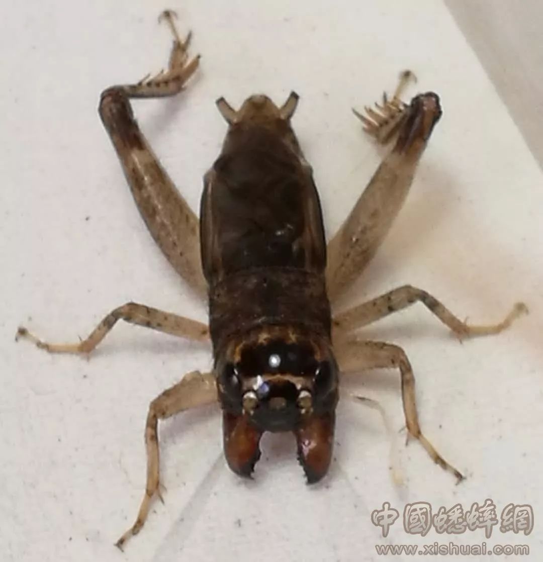 蟋蟀虫王金丝黄麻头图片
