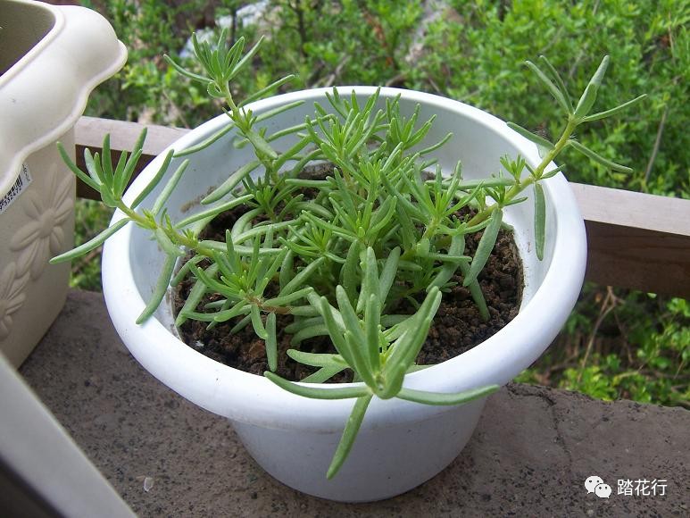 太陽花種植全記錄!為了一個似錦的花季!