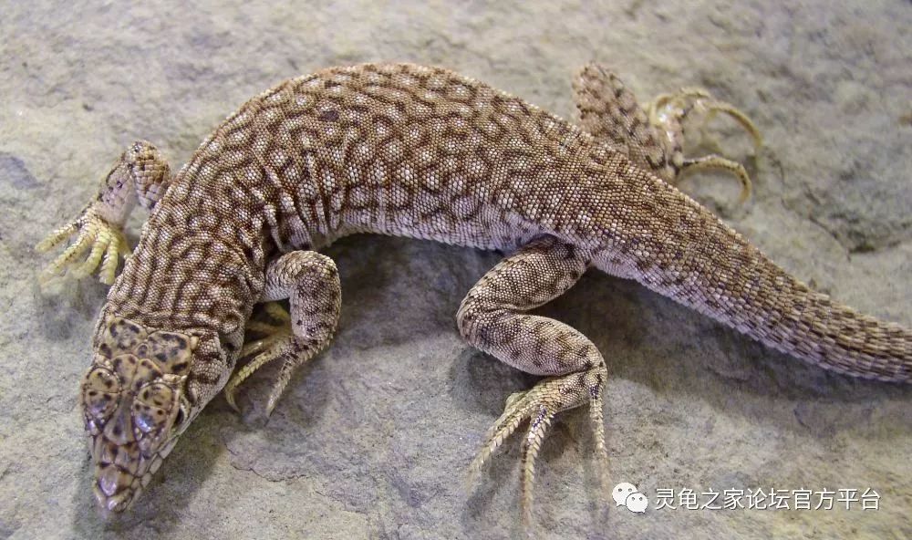中国常见的蜥蜴品种图片