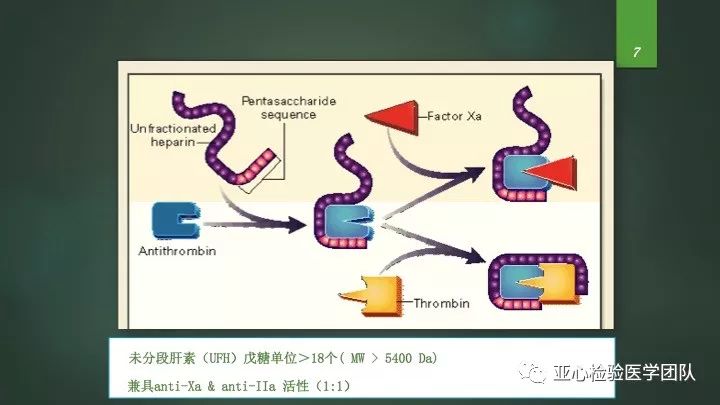 肝素抗凝治疗与监测