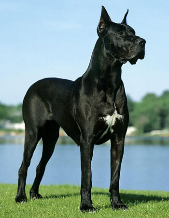 名犬档案18:优雅高贵的大丹犬