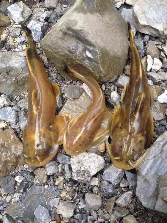 每天认识一种鱼(97)丨石爬鮡:匍匐在河流砾石滩上的神秘石爬子