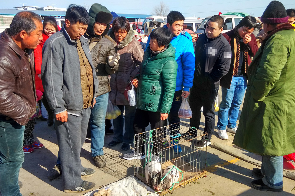 农民大哥赶集卖香猪仔火了:每头200元年销售500头,年入超10万元