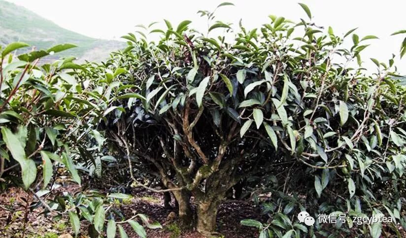 北方耐寒茶树品种图片
