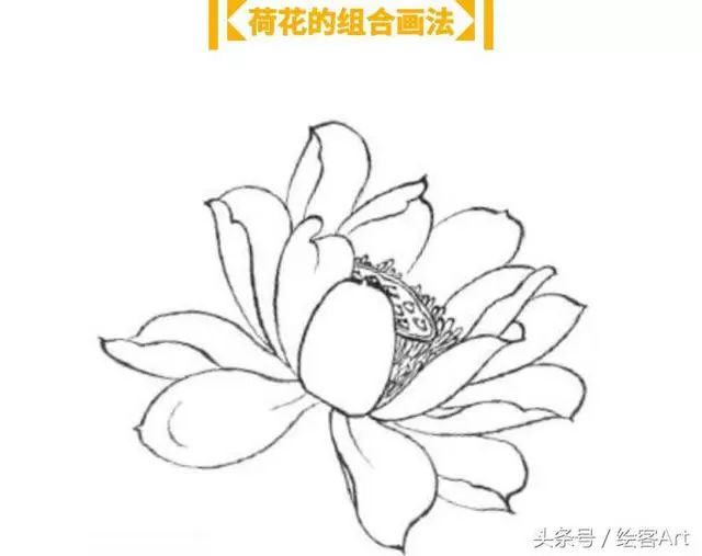 荷花一步一步的画法图片