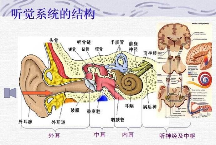 台州助听器东路桥大道惠耳听力告诉您耳声发射的用途