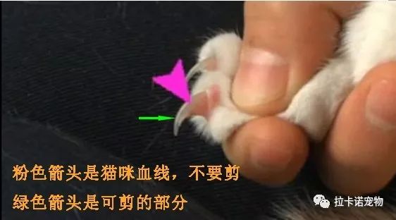 猫咪剪指甲刀口方向图片