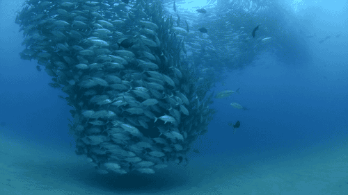 深海恐惧症动态图片图片