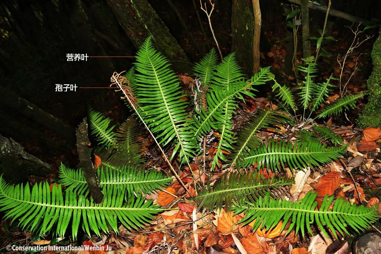 鞍子河∣寂靜山林蕨類原始的維管束植物