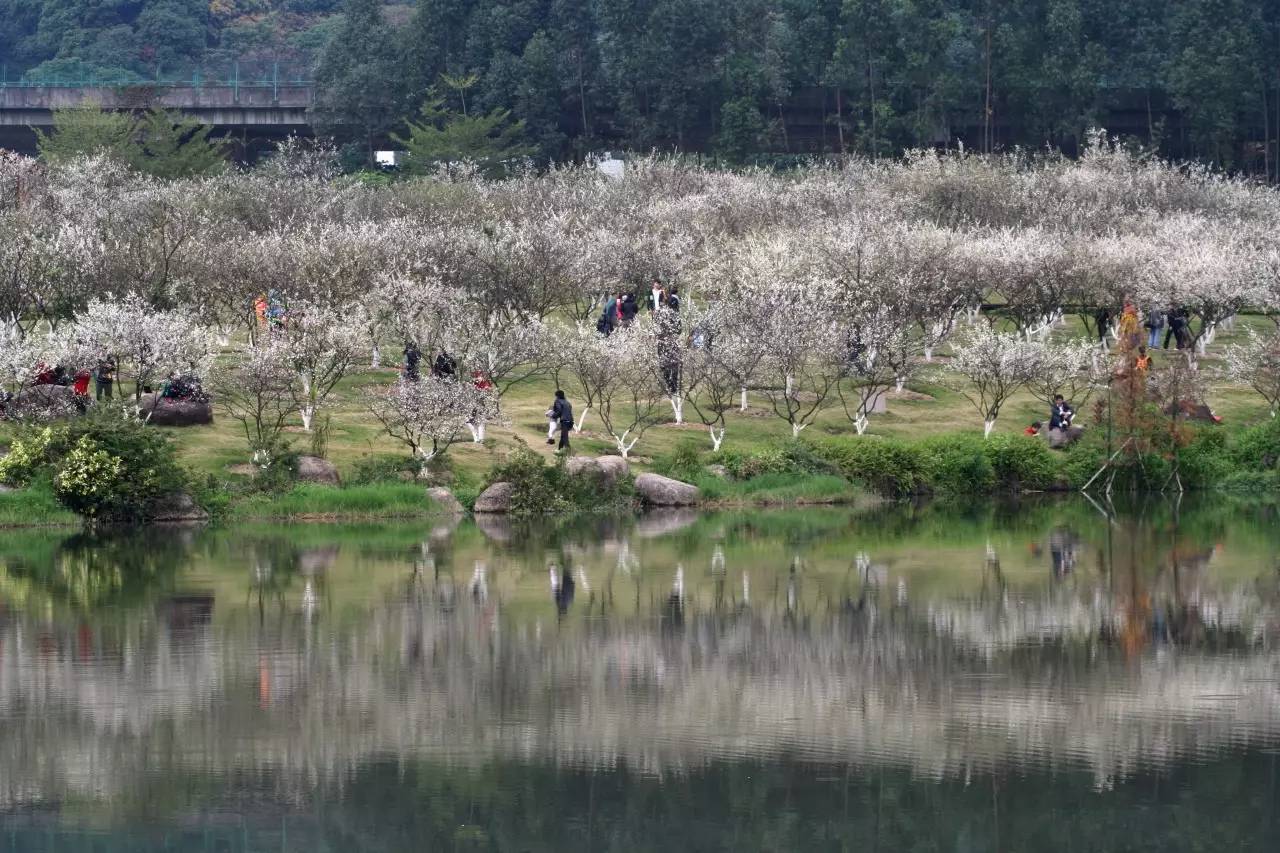 广州周边梅花海如雪,美爆!坐地铁就能直达,错过等一年!