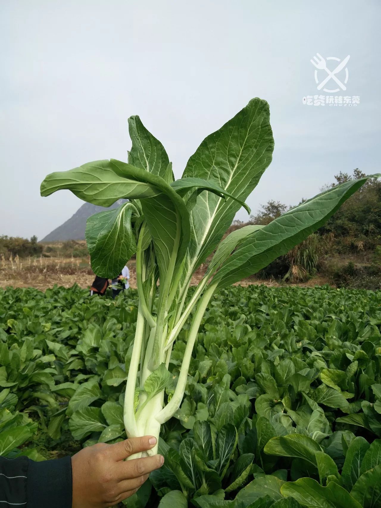 來自大山裡的白霜菜心正宗連州農地直供到你家