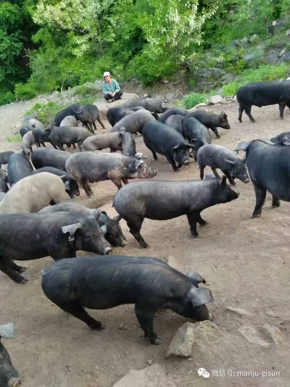 滿族傳統黑豬及黑豬肉出售 傳統散養 無飼料添加 喜聞樂見的放心肉