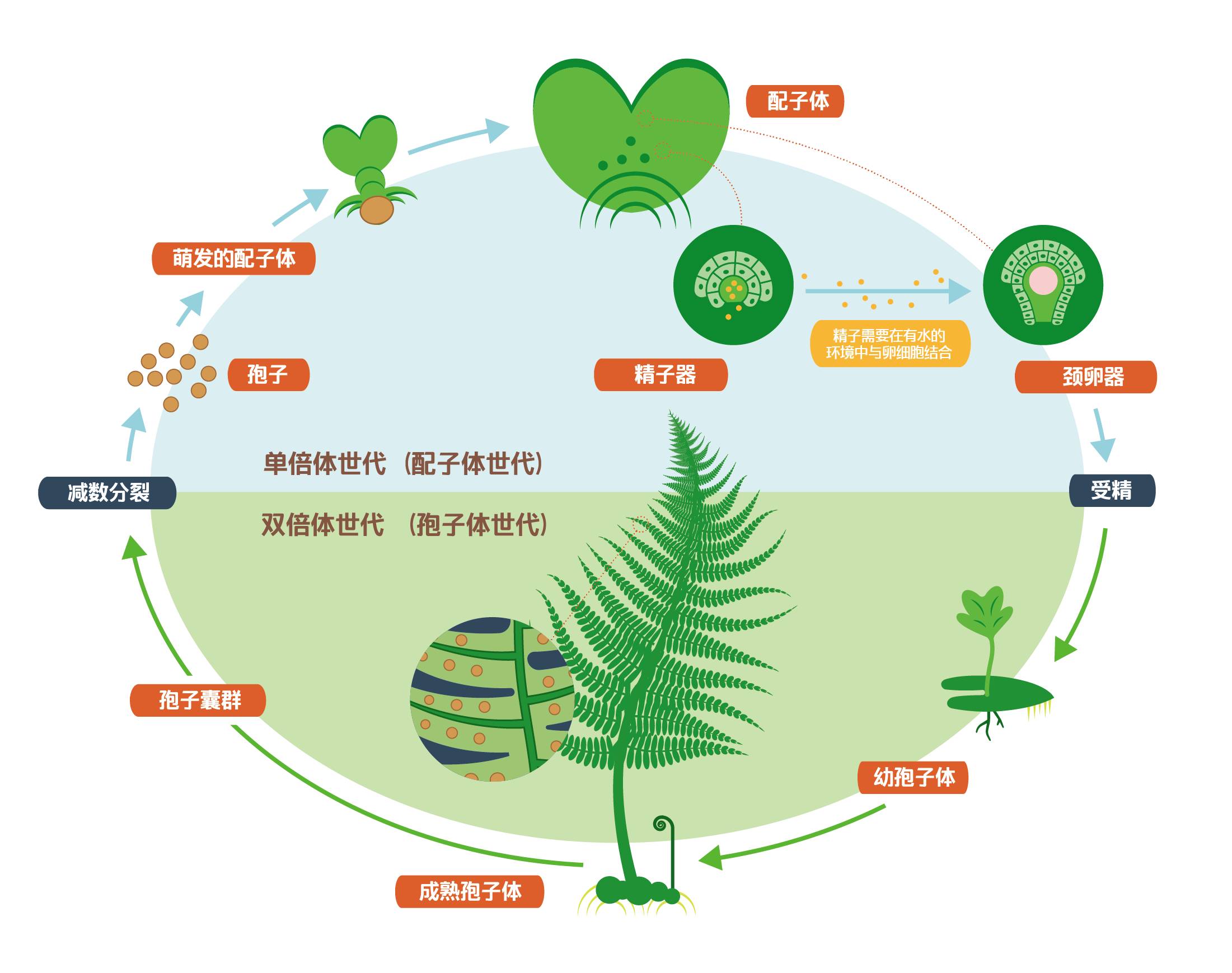 蕨类植物生活史简图图片