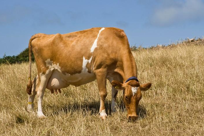 母牛怀孕眼睛图片图片