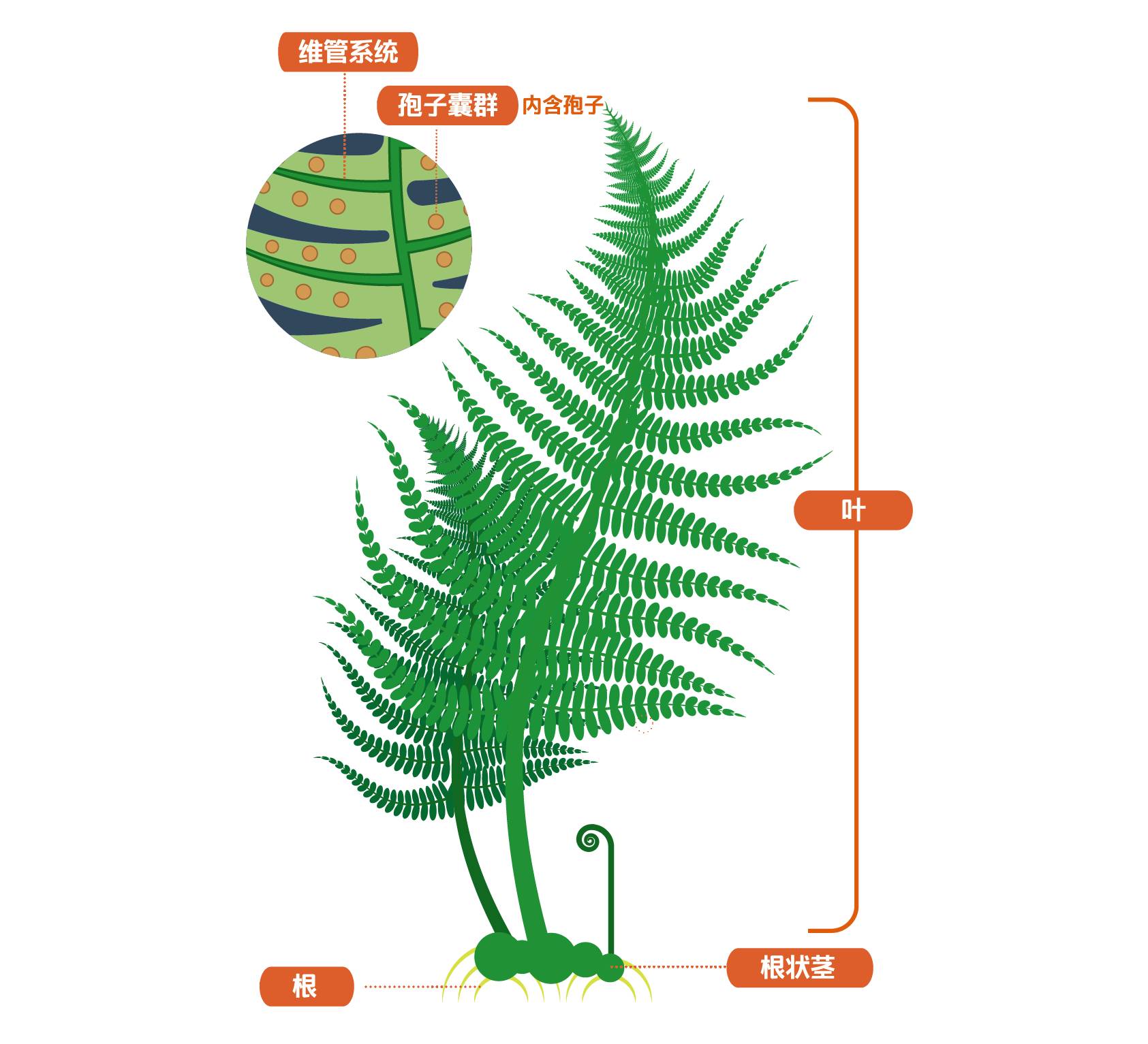 蕨类植物的配子体图片