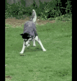 狗狗蹦蹦跳跳的动图图片