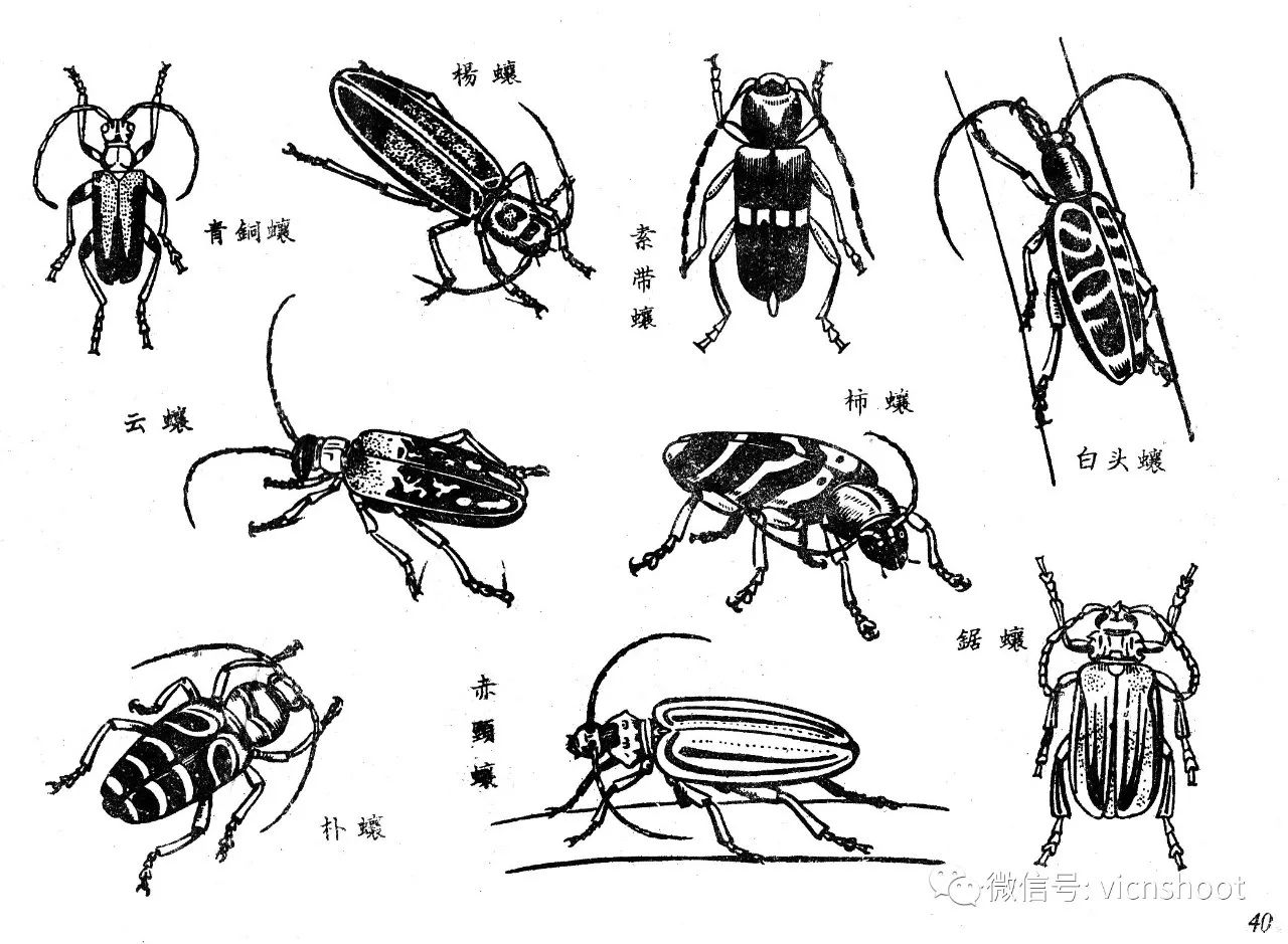 画昆虫分解图图片