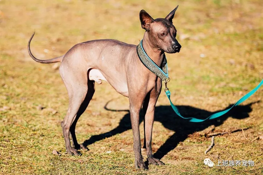 世界上已灭绝的犬图片